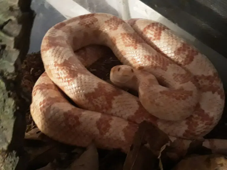 Candy Corn is one of our exotic animals