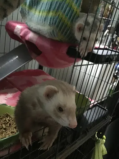 Our Ferrets - Yin & Yang