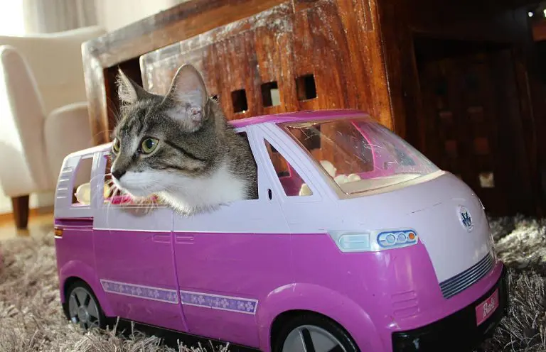 We have cats but here is a cat with his head sticking out of a Barbie minivan